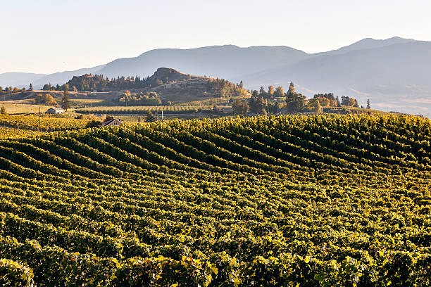 istock Penticton Naramata Okanagan Valley Vineyard 502849150