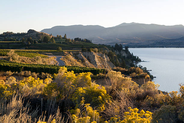 istock Penticton Naramata Okanagan Valley Vineyard 502849234
