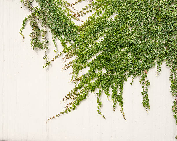 istock ivy leaves isolated on a white background 502850164