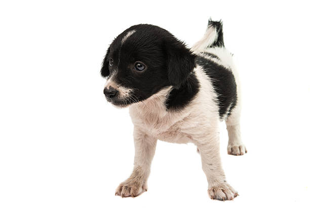 istock black and white puppy 502850684