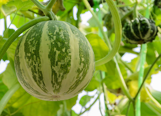 istock Ornamental gourd plant 502850886