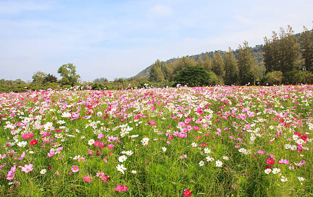 istock Cosmos flower garden 502851348