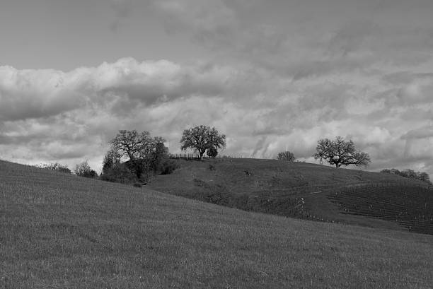 istock Sonoma valley in winter 502852114