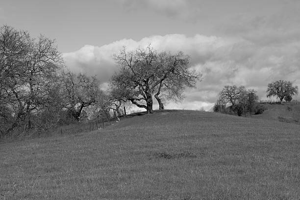 istock Sonoma valley in winter 502852136