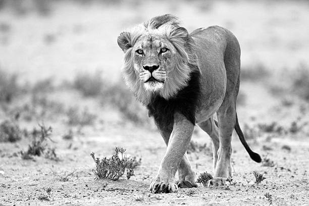 istock Giant lion walking in desert 502856911