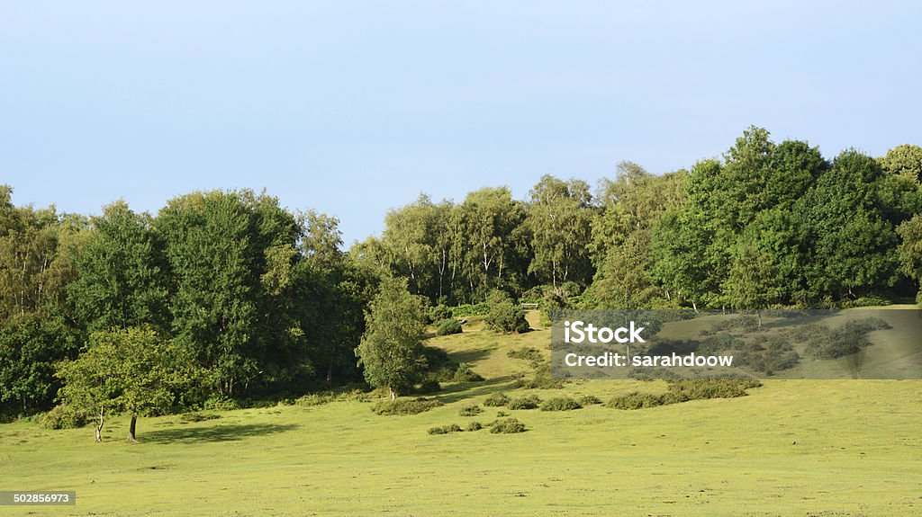 Landscape of the New Forest Pasture and woodland landscape in the New Forest, Hampshire, England Agricultural Field Stock Photo