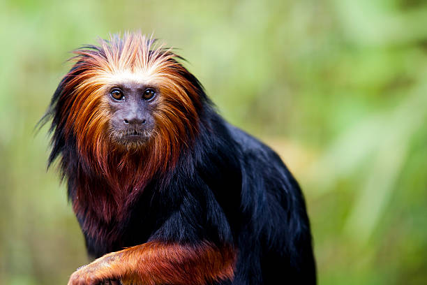 golden headed lion tamarin