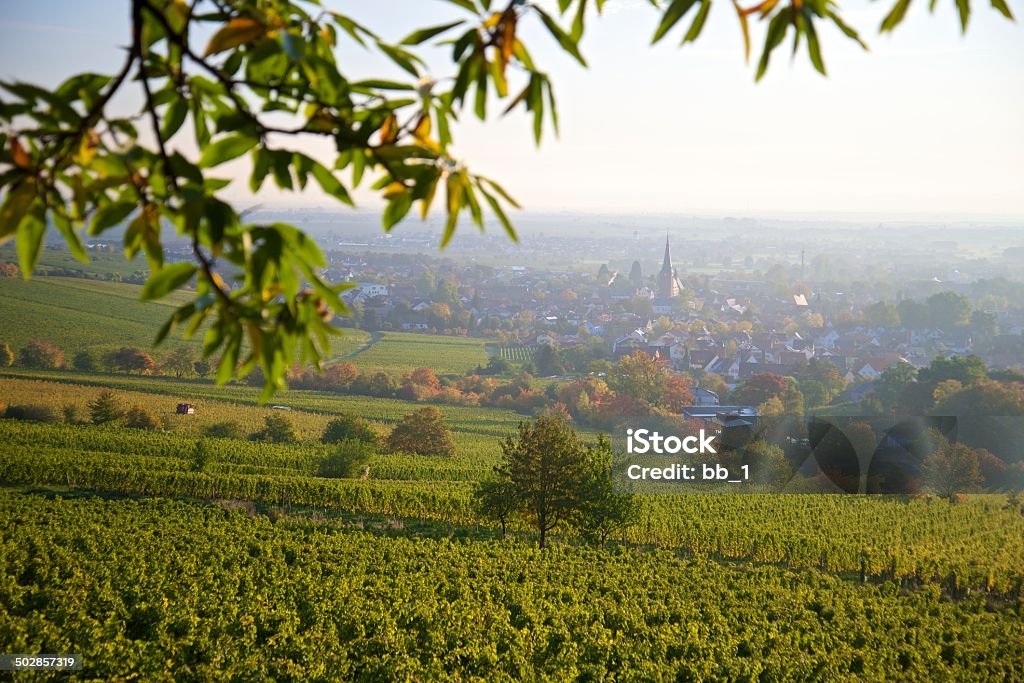 autumn colored vineyard autumn colored vineyard near deidesheim, palatinate, germany Bordeaux Stock Photo