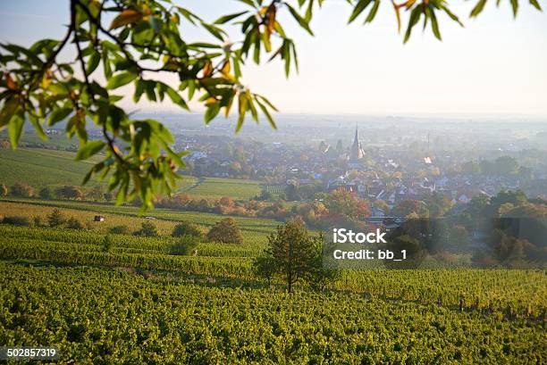 Autumn Colored Vineyard Stock Photo - Download Image Now - Bordeaux, Making, Scenics - Nature