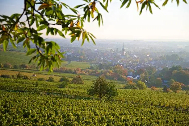 autumn colored vineyard near deidesheim, palatinate, germany