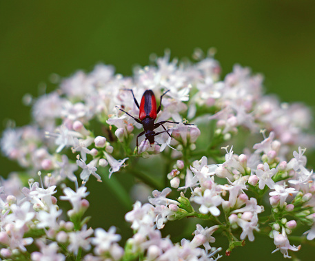 Beetle-moustache flew and sat on white flowers, he licks the flowers with sweet nectar on a hot day in Russia