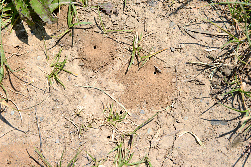 wild bee nest hole in a sandy Loam on a foot path with grass