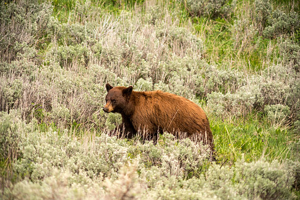 istock Black Bear in the Grass Foraging 502857991