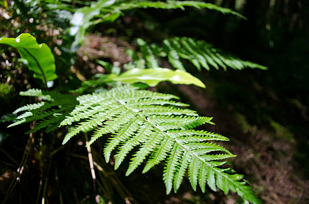 istock Male Fern Frond 502858609
