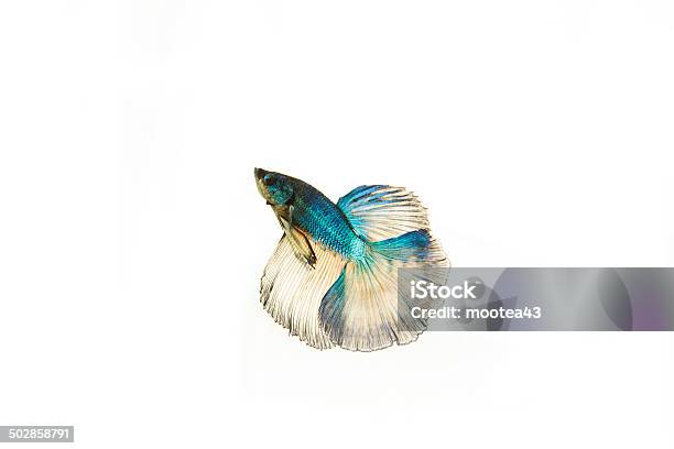 Siamese Fighting Fish Stock Photo - Download Image Now - Activity, Aggression, Animal