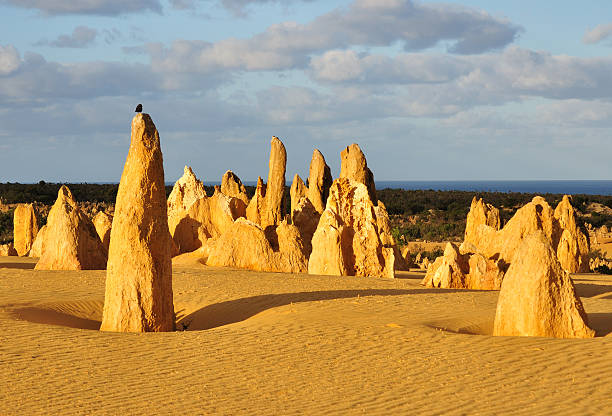 the pinnacles пустыня, западная австралия - australia desert pinnacle stone стоковые фото и изображения