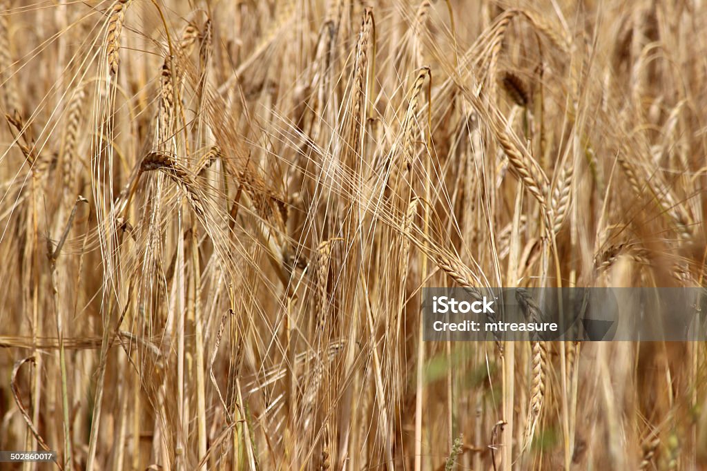 Bereich der Reife Gerstenkörnern/Gerste Pflanzensamen-Köpfe bereit für den Herbst - Lizenzfrei Acre Stock-Foto