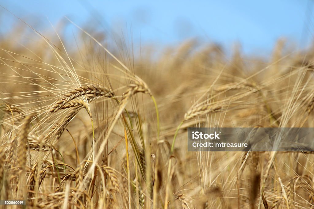 Field of спелые овсом/Ячмень Зерно головки готовы уборки - Стоковые фото Выращиваемый роялти-фри