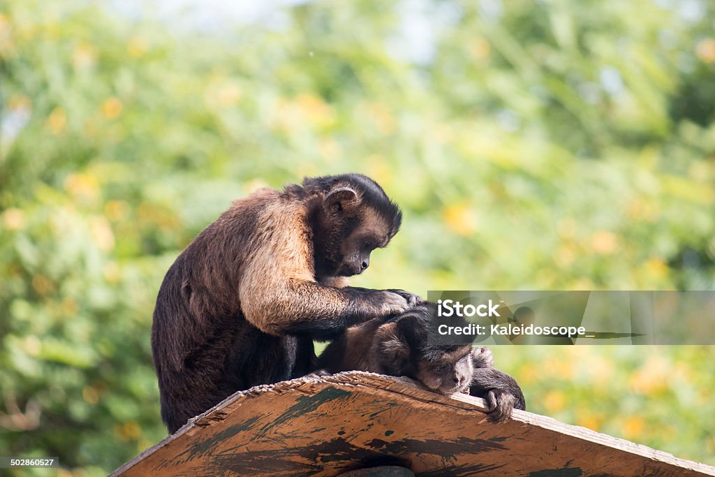 Pair of Tufted Capuchins, also known as Brown or Black-capped A pair of Tufted Capuchins, also known as Brown or Black-capped Capuchins grooming each otherPair of Tufted Capuchins, also known as Brown or Black-capped Capuchins grooming each other Africa Stock Photo