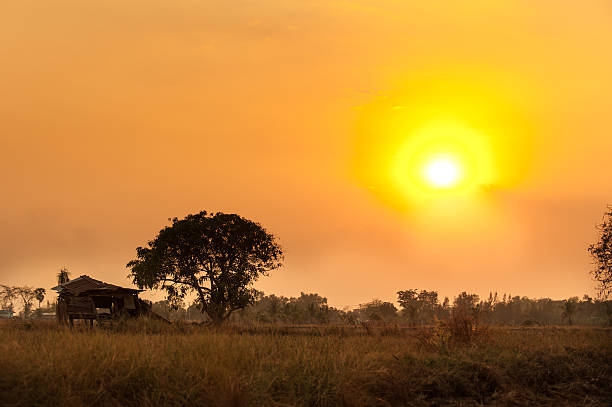 istock Rice field with sunset scene, Thailand 502860606