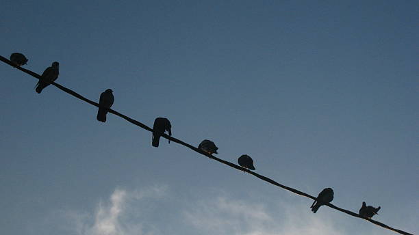 Pigeons on Electric Line stock photo