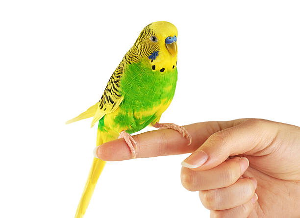 istock Budgerigar. Parrot isolated on white background. 502860956