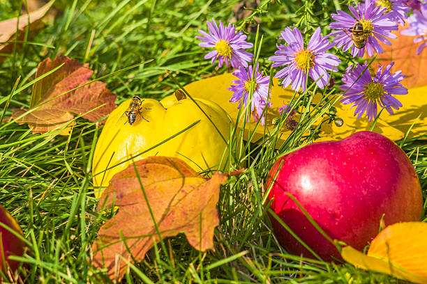 Yellow quinces and red apple among purple asters with  bees on the green grass on a sunny autumn day