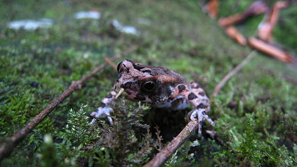 Frog in nature stock photo