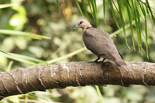 Red-eyed dove in Gambia