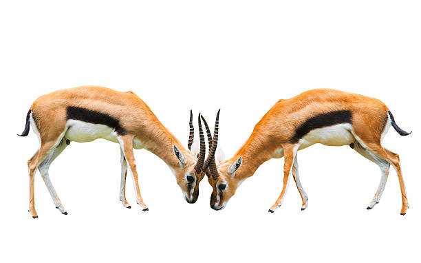 istock male gazelle horn fighting isolated on white 502861429