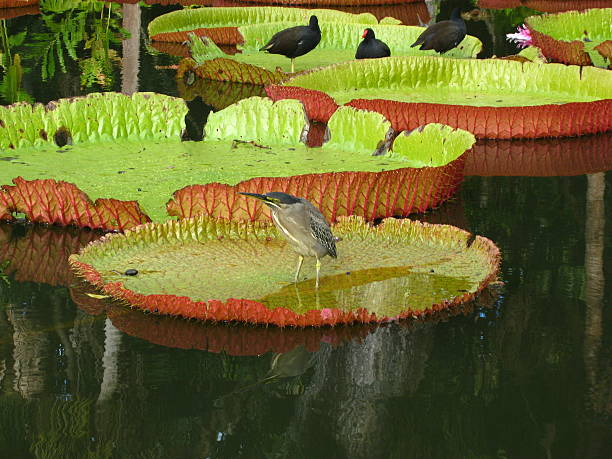istock Wild Birds on giant water lily plants 502861450