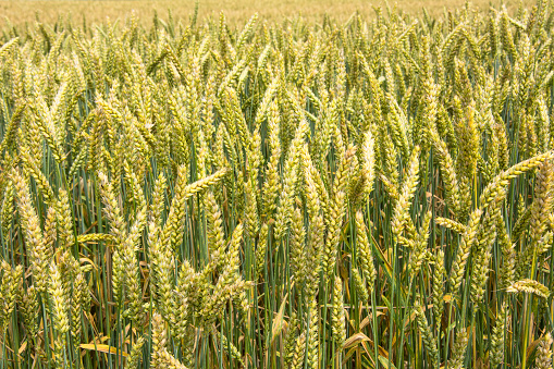 swiss Wheat farm field landscape crop