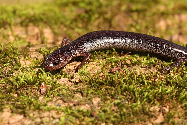 salamandre à dos rouge (plethodon cinereus) - cinereous photos et images de collection