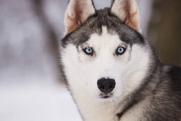 istock Portrait of a husky 502862102
