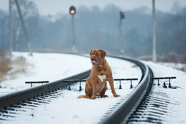 Portrait of Bordeauxdog, is a large French Mastiff breed at winter time