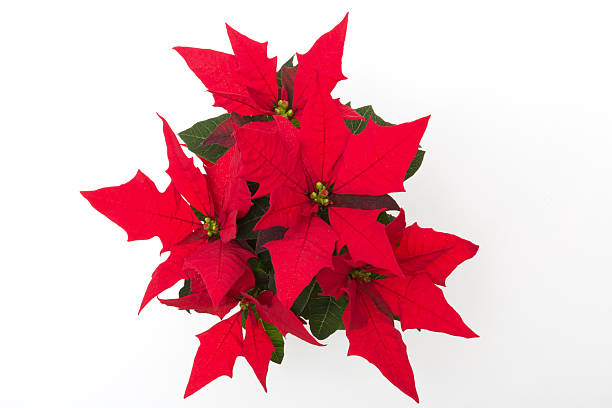 istock poinsettia 502862188