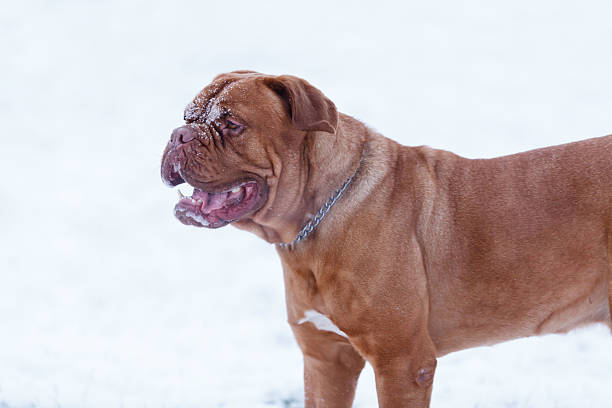 istock Portrait of Bordeauxdog 502862212