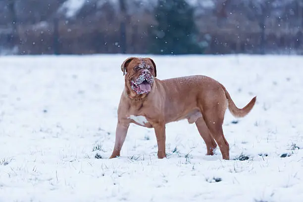 Portrait of Bordeauxdog, is a large French Mastiff breed at winter time