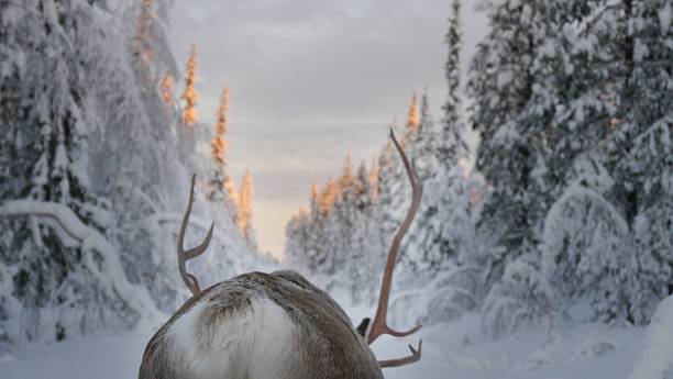 istock Antlers on a reindeer 502862980