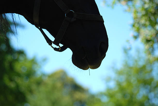 silhouette de cheval - equestrian event photos et images de collection