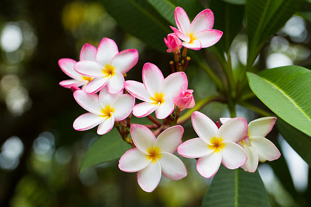 istock Frangipani, Plumeria, Templetree,Thai flower 502863482