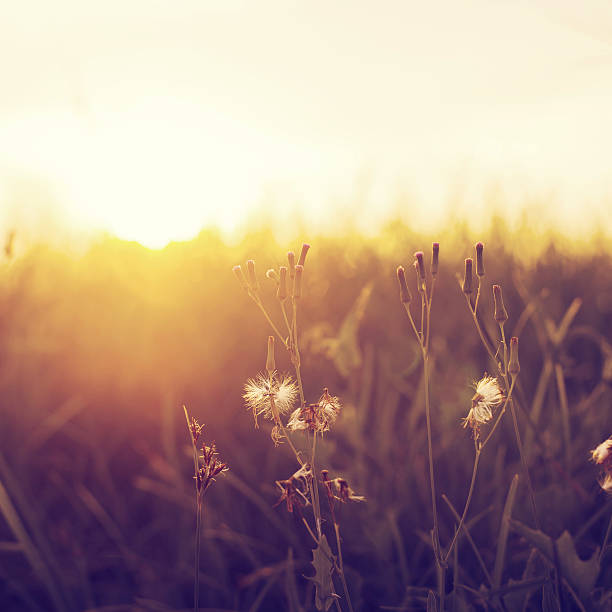 istock beautiful meadow dandelion flowers 502863514
