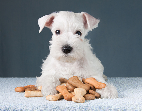 Little schnauzer puppy with dog biscuits bones