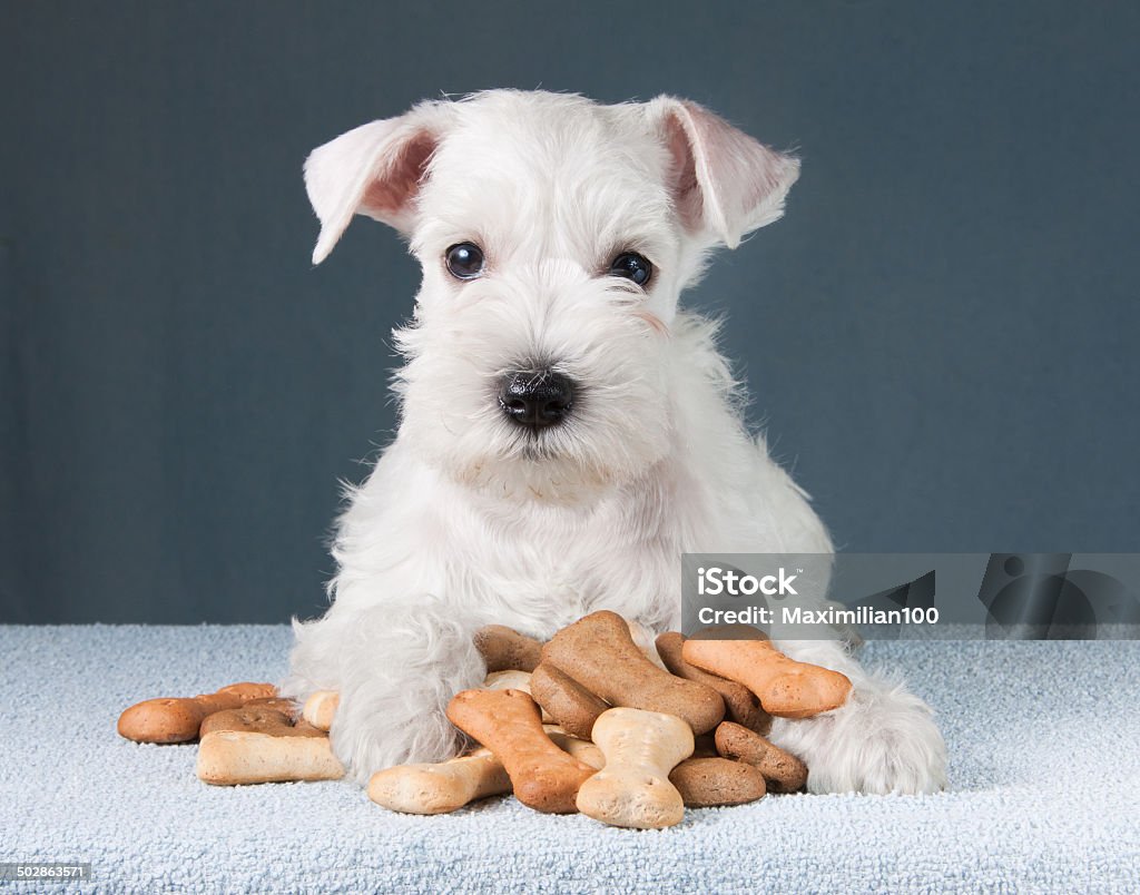 puppy with dog biscuits bones Little schnauzer puppy with dog biscuits bones Dog Stock Photo