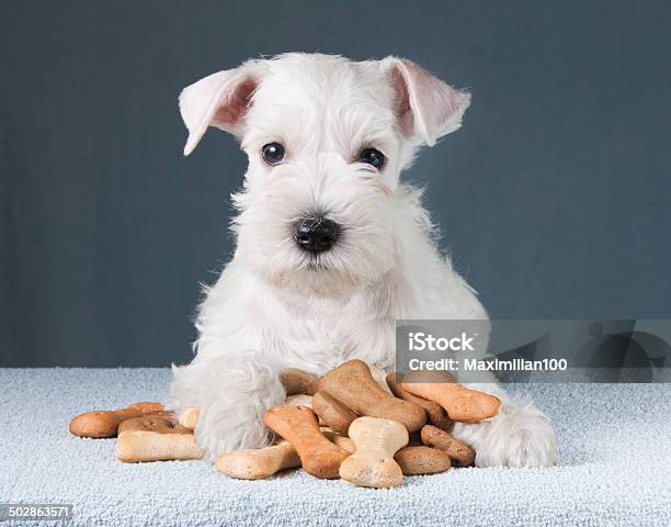Puppy With Dog Biscuits Bones Stock Photo - Download Image Now - Dog, Puppy, Snack