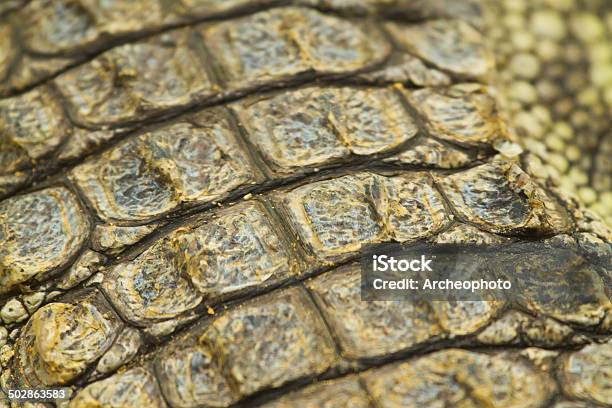 Crocodile Skin Stock Photo - Download Image Now - Abstract, Africa, Animal  - iStock