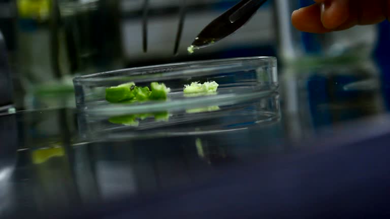 blade cut orchid seed in biotechnology for plant tissue culture