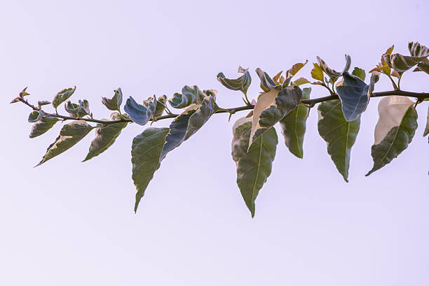 istock Green Leaves - Stock Image 502863732