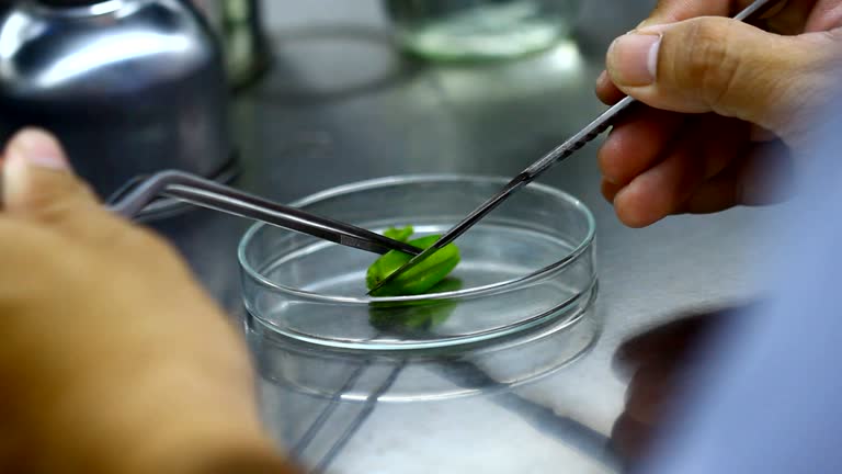 blade cut orchid seed in biotechnology for plant tissue culture