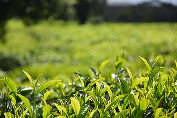 Tea Plantation in Defocus stock photo